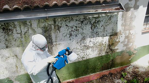 Top rated local Mold Remediation specialists in Brookside, NJ
